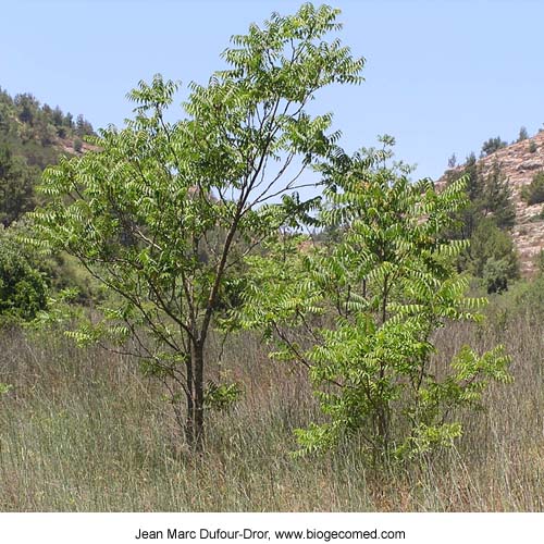 poison sumac tree. Sumac+tree+leaves